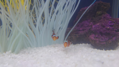 魚島水族館