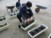 花植え