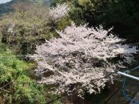 春 春