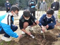 桜の苗木植樹