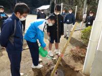 桜の苗木植樹