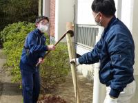 桜の苗木植樹