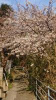 通学路の桜