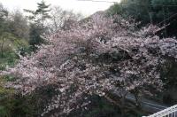 通学路の桜