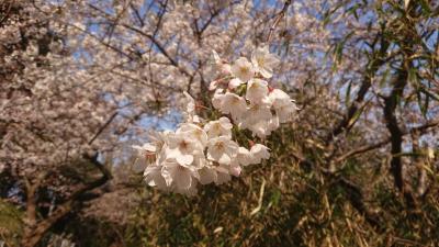 通学路の桜