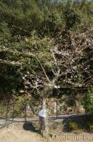 校庭の桜