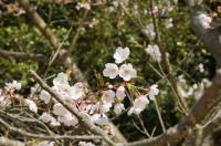 校庭の桜