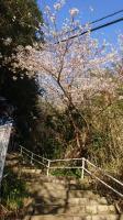 通学路の桜