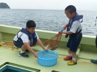 鯛の稚魚放流体験