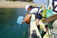 稚魚放流体験