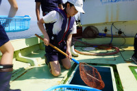 稚魚放流体験