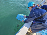 稚魚放流体験