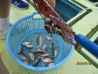稚魚放流体験